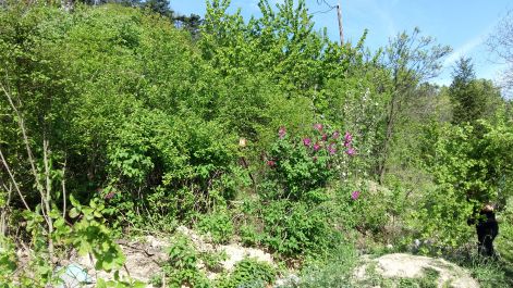 20160418_090731.jpg